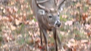 Tight 8 Point on Doe Trail