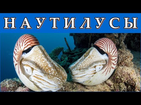 НАУТИЛУСЫ - Корабли в глубинах океана