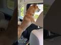 柴犬とん君、千葉県千葉市「稲毛海浜公園」に行ってきたよ! #柴犬 #柴犬とん