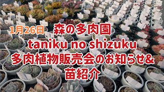 12 noriko多肉植物販売会 入荷情報】2026.5.15‐多肉植物‐｜【佐藤園芸】長野市でご自宅の