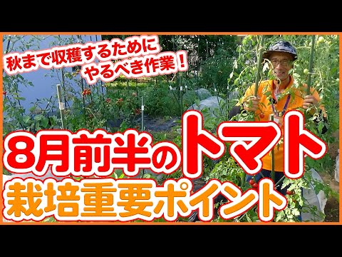 秋までトマトの収穫を延ばす5つのコツ、実は簡単
