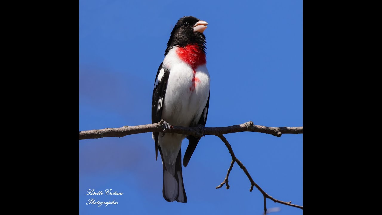 Mes 280 oiseaux observés au Québec