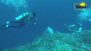 Diving Sama Para Fotografer Under Water