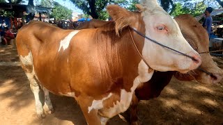 13800‼️ SIMENTAL SUPER BAHAN JUMBO || Awal Puasa Pasar sepi || Pasar Jatirogo