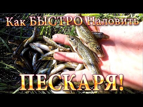 Как БЫСТРО Наловить ПЕСКАРЯ ЖИВЦА! Лёгкий Способ Ловли!