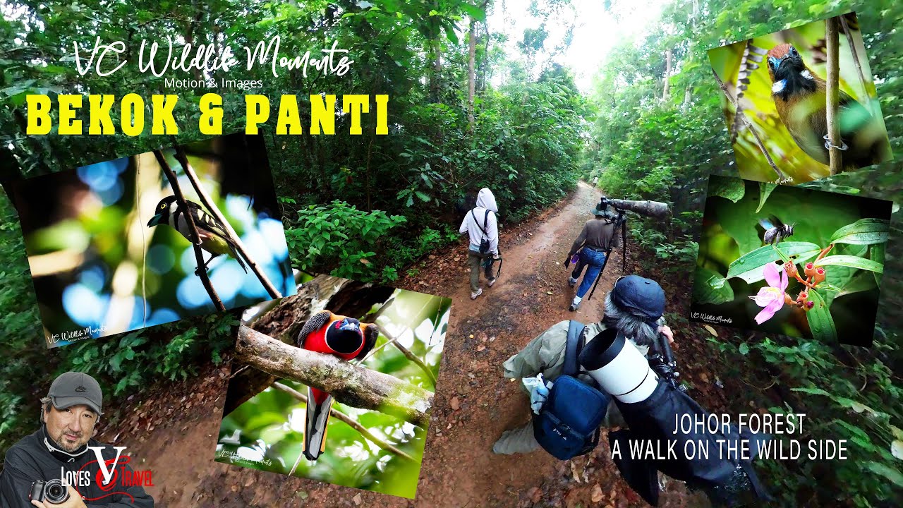 Bekok & Panti  Johor Bahru Birding Trip