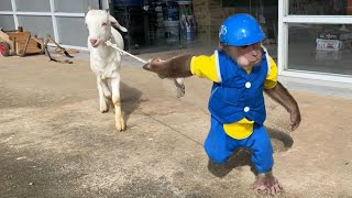 Best Funny And Cute CUTIS Takes Goat As A Worker l  Full Version