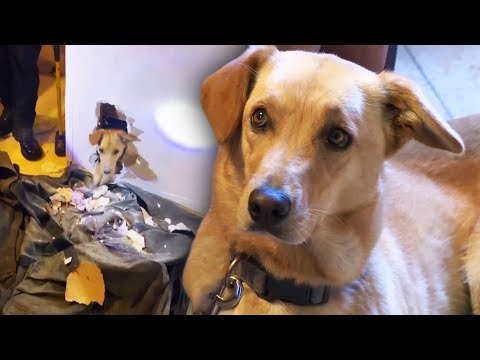 Dog Stuck Inside Wall for Over 2 Hours