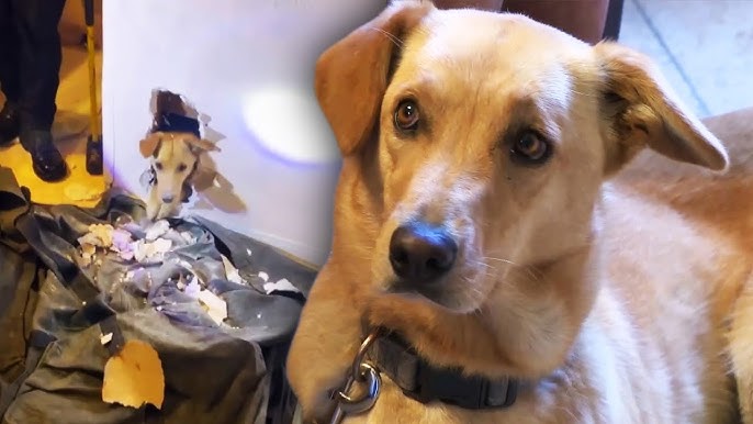 Dog Stuck Inside Wall for Over 2 Hours - YouTube
