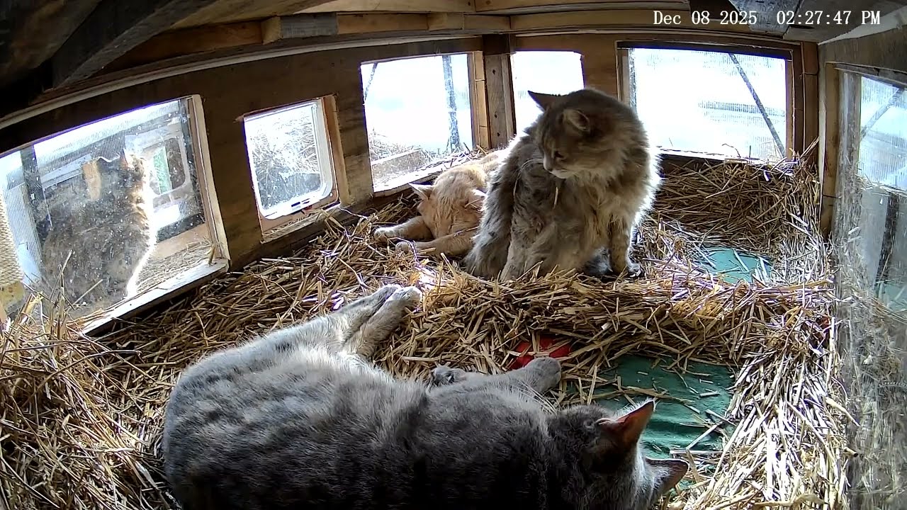 Relaxing Day in the Paw Syndicate Club House