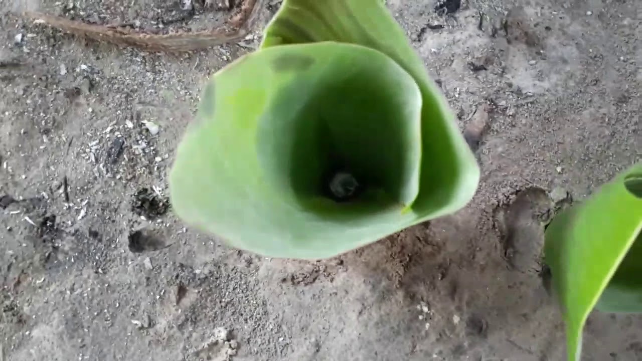 How to make sinker for fishing (tingga made)