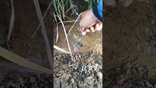 Ternyata Pakai Pancing Palang Belut Di Sawh Gampang Kena Dan Anti Moncel