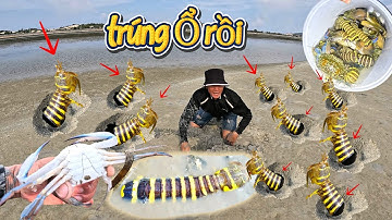 Bắt hải sản ven biển Bất ngờ khi phát hiện hàng trăm hang tôm tít vàng bị khô cạn khi thuỷ triều rút