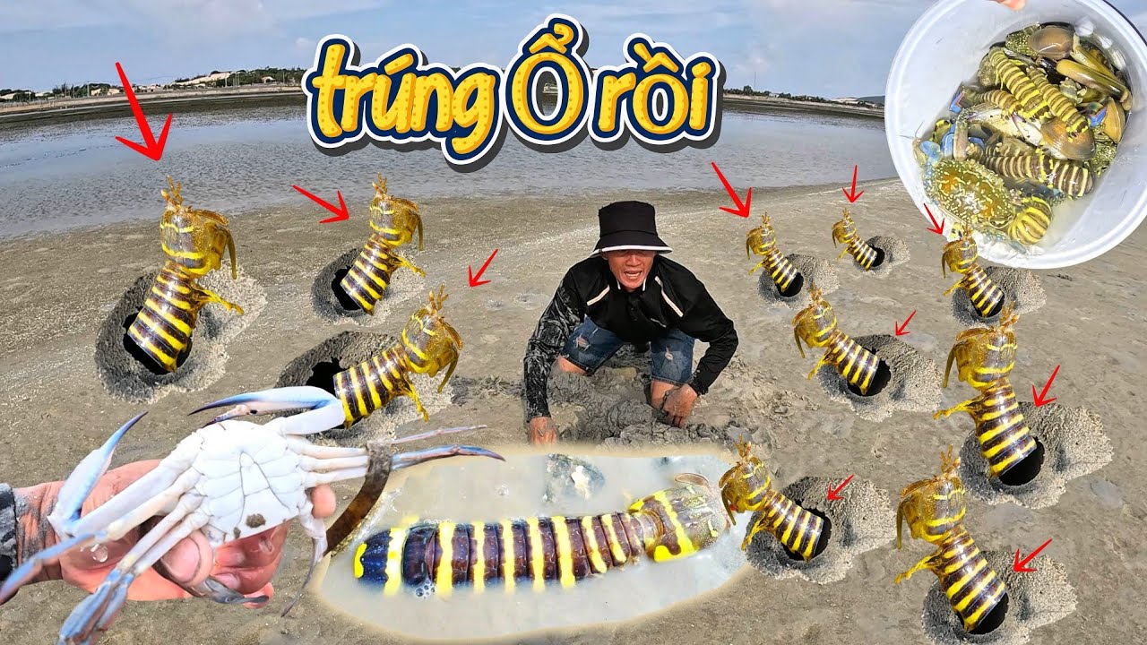 Bắt hải sản ven biển Bất ngờ khi phát hiện hàng trăm hang tôm tít vàng bị khô cạn khi thuỷ triều rút