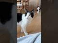 「座っていいの？」と聞いてくる賢い猫 #猫 #cat #かわいい