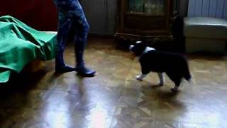 Bonnie 10 Hetesen Parancsra Ugat Stb.