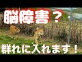 【脳障害？】保護犬 鉄くん大きな群れに入れてみたら・・・good boy！