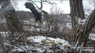 Decorah Eagles,Very Close Call For 2 Squirrels&amp;Nest Work 12/31/19