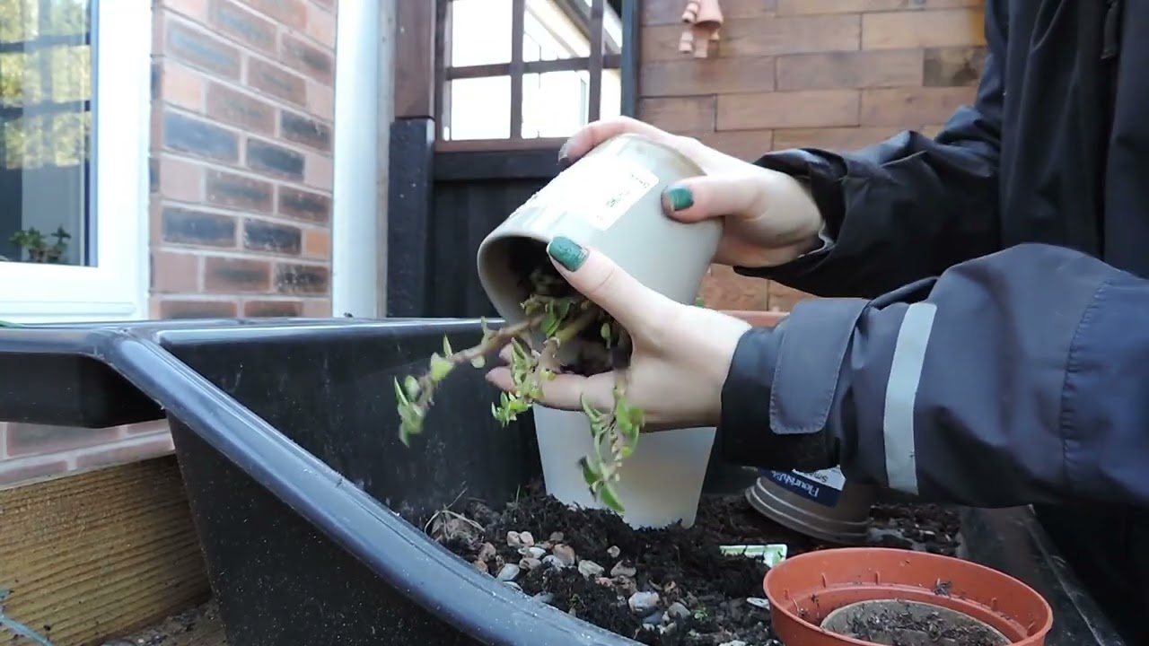 ASMR | Repotting House Plants | VLOG