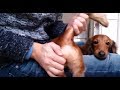 Easy at home Dog's anus line shrink (Miniature dachshund) Dog's anus care Video
