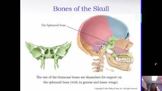 The Skeletal System: Axial Skeleton Chapter 7 BI 214A