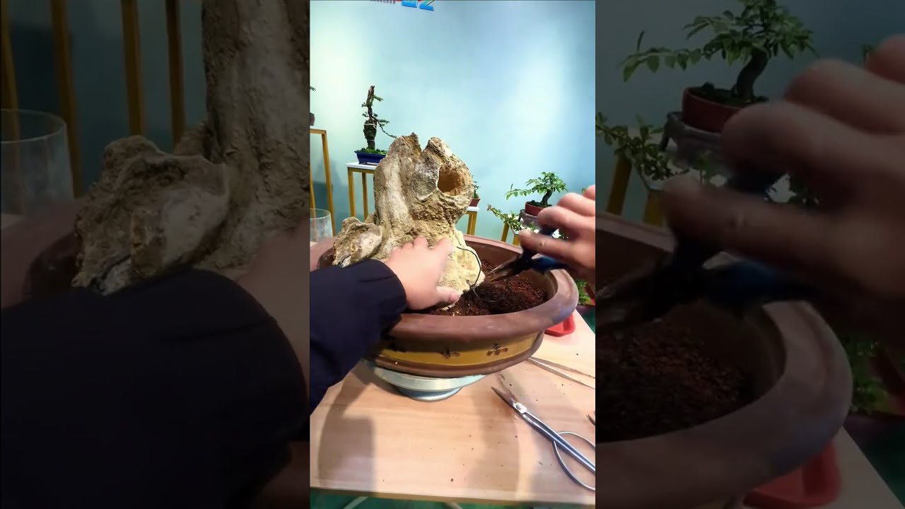 From Nature to Bonsai | In Silence, I Grow - 