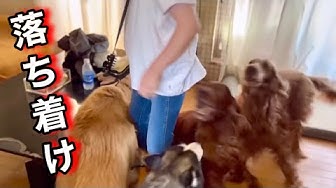 大型犬鳴き声 Youtube