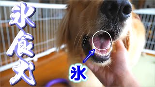 氷を食べるのが大好きになったゴールデンレトリバーのまるくん