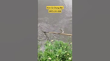 #86 Test Thực Tế Kích Cá Rô Phi Nước Sâu Kích Cá 25Đ - Máy Kích Cá Chung Đội Hưng Yên