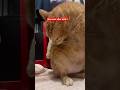 #shorts #asmr #shortsviral #shortclips #viraltrend #memes #shorts