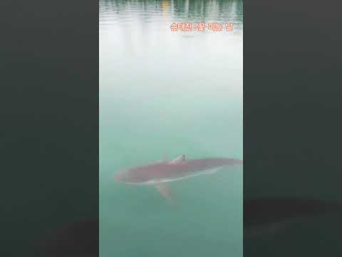 잘가, 부캉아! 🦈 (손태진: 🎵꽃 피는 날🎵) 🥰🧡