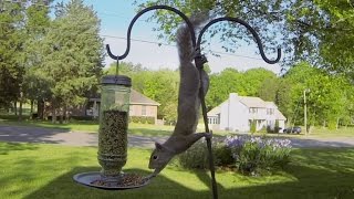 'GoPro: Squirrel Fail' - Comment