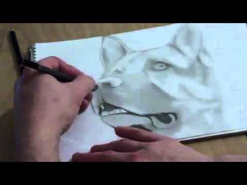 Dessin Berger Allemand