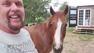 Food Aggression in a horse. Working with the CrAzY by 1000YearHomes 457 views 10 days ago 6 minutes, 55 seconds