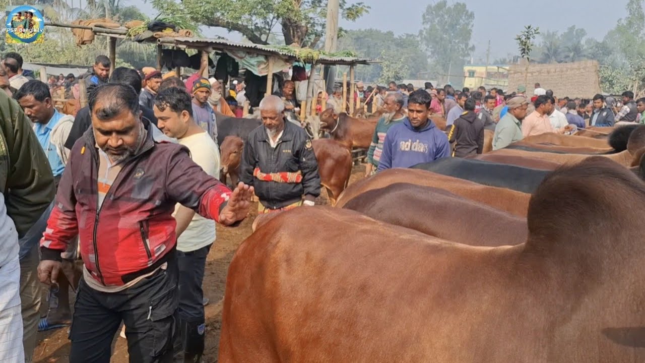 @ 26/12/2025|| অনেক দিন পর তুহিন ভাই আমবাড়ী হাটে?? মুন্সিগঞ্জের খামারী ষাঁড় গরু কেনা||