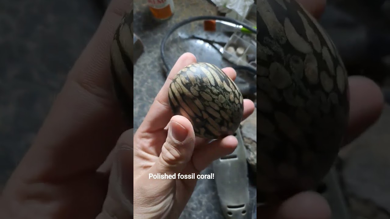 polished fossil coral! 