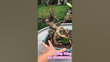 Chia sẻ cùng cả nhà cây si Hồng mini bàn trà #bonsaivietnam #câycảnhnghệthuật #bonsaitree