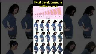 Baby Doing Growth in her mother belly week by week pregnancy ♥️shortspregnancy viral