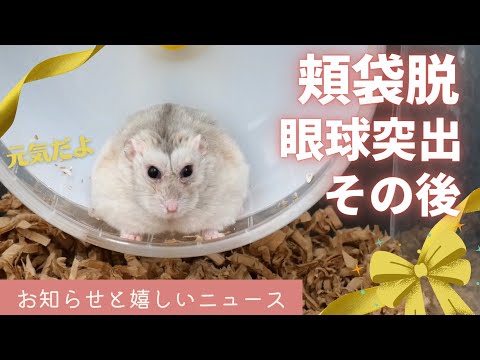 ハムスターの目が飛び出したら？原因とすぐやるべき対処法