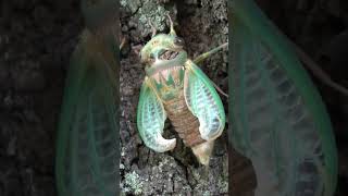 10 Fascinating Cicadas Facts for Kids | Nature's Noisy Wonders #cicadas