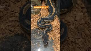 Always a pleasure opening her tub.. 🤣 #reptiles #snake #ballpython #royalpythons #fyp #fypシ Information