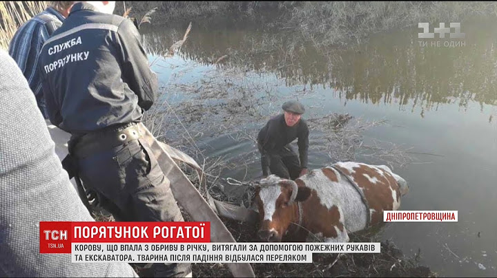 На Дніпропетровщині врятували корову, яка впала з обриву в річку