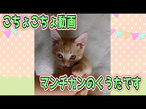 【癒し】マンチカンくすぐったらかわいい反応した(°▽°)【短足マンチカン】 ♯1