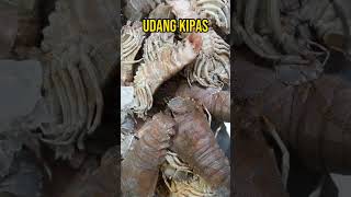Download Lagu Udang Air Tawar yang Dapat Dibudidayakan #shorts MP3 Download Lagu Udang Air Tawar yang Dapat Dibudidayakan #shorts MP3
