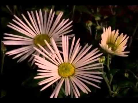 Видео: Как да говорите с любимия човек, използвайки азбуката на цветята