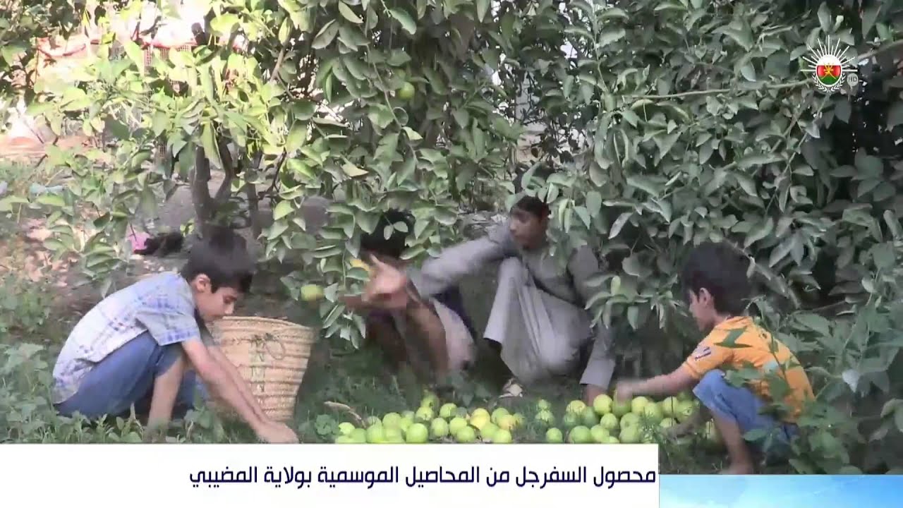 محصول السفرجل من المحاصيل الموسمية بولاية المضيبي