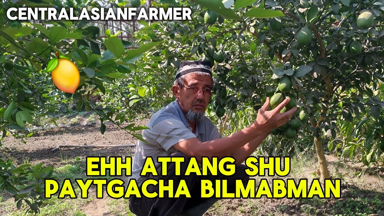 EHH ATTANG SHU PAYTGACHA BILMABMAN