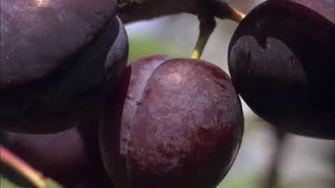 GOETHE’S THEORY OF COLOR (HD)