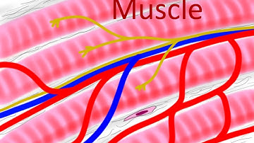 BIO160 Preview Video Lecture 10 -  Muscle Physiology