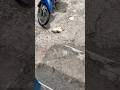 kelaparan#cat #catlovers #catvideos #viralcats #virallshort #viralvideo#kitten #animalshorts#fyp